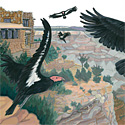 California Condor at Grand Canyon National Park__copyrighted nature illustration_JMTurley